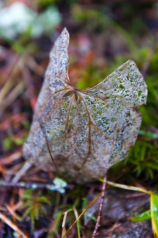 A decomposing leaf