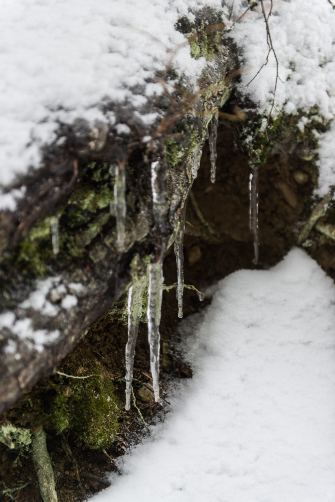 Icicles and moss