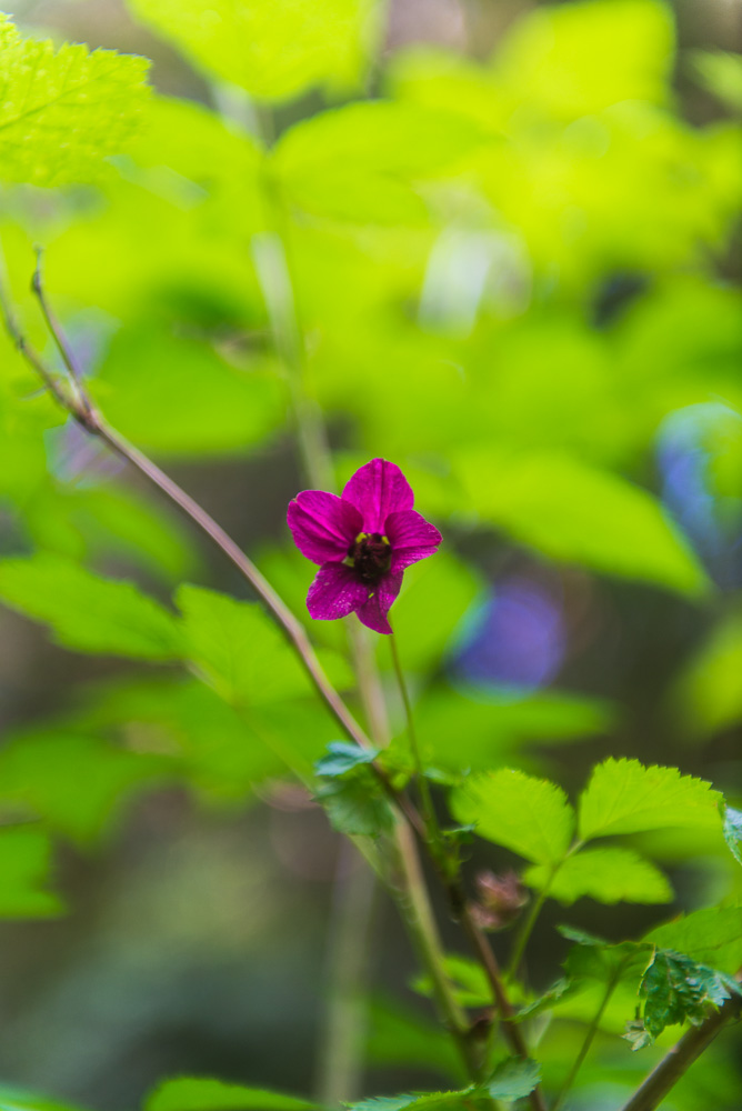 Salmonberry blossom