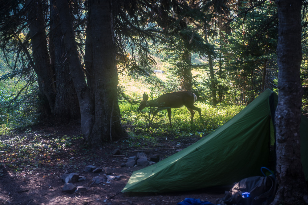 Deer wandering through our campsite (that's my tent).