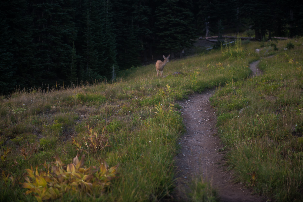 As usual on the PCT, the deer have no fear of us.