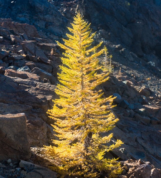 Larches at Ingalls Pass